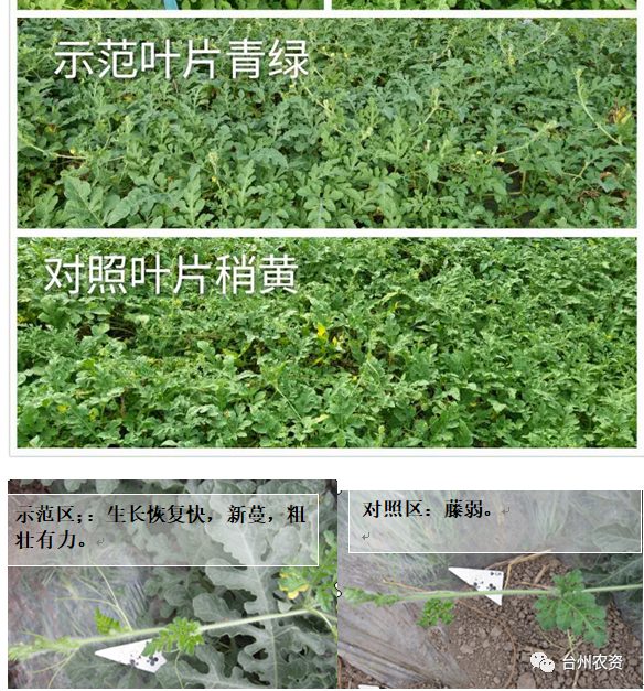 臺州農(nóng)資 臺州農(nóng)資