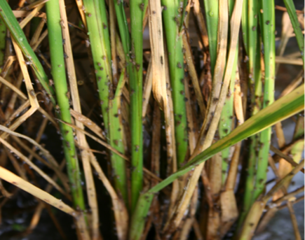 臺州農資 臺州農資