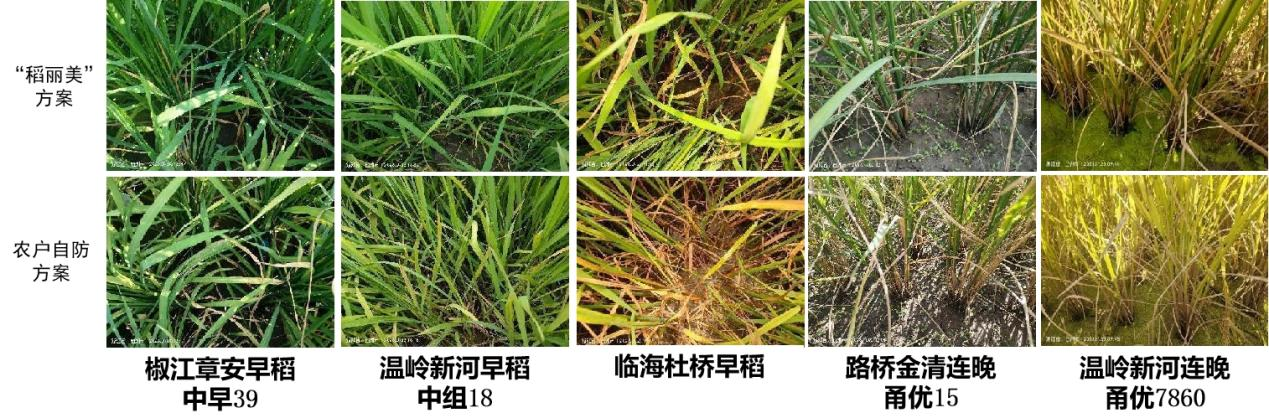 臺(tái)州農(nóng)資 臺(tái)州農(nóng)資